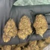 Gelato THCA Flower